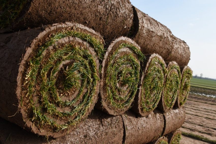 Rollrasen aus der Region